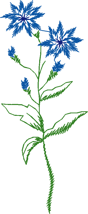 Blue Cornflower Single