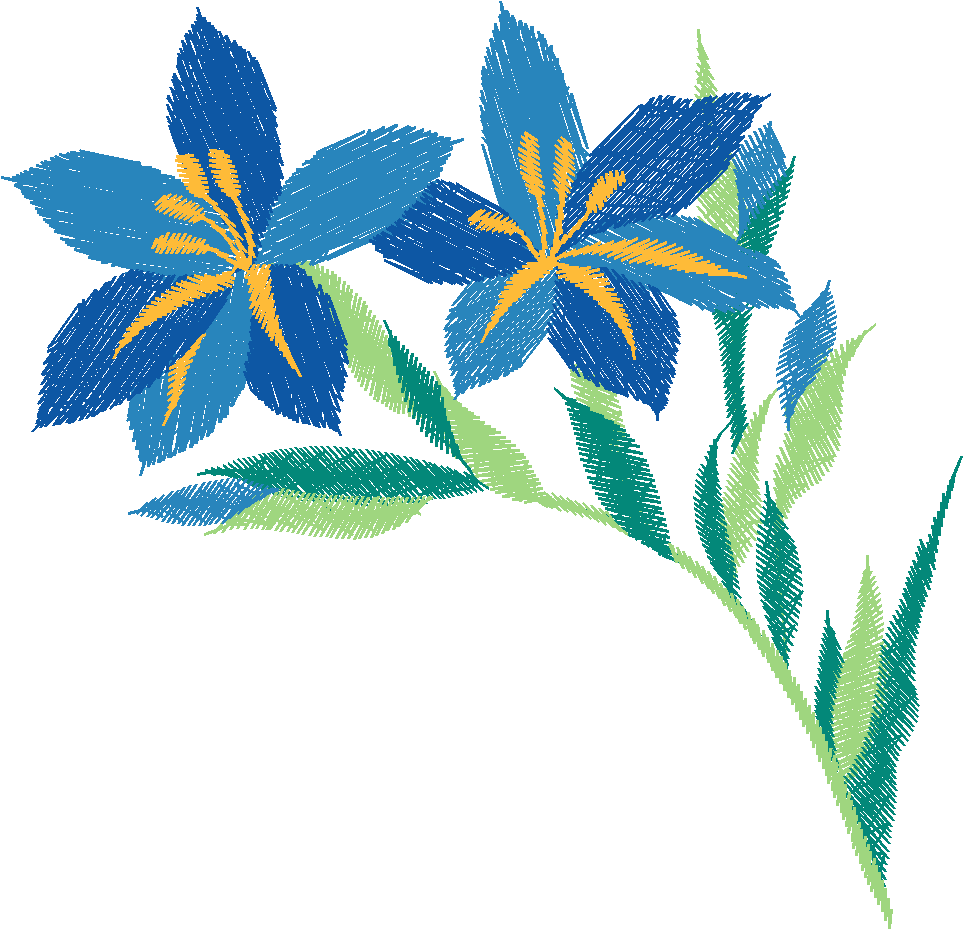 Blue Iris Blooms
