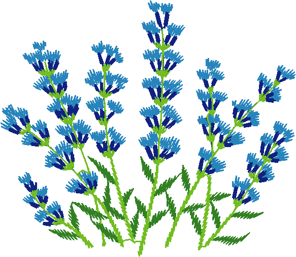 Blue Lavender Bush