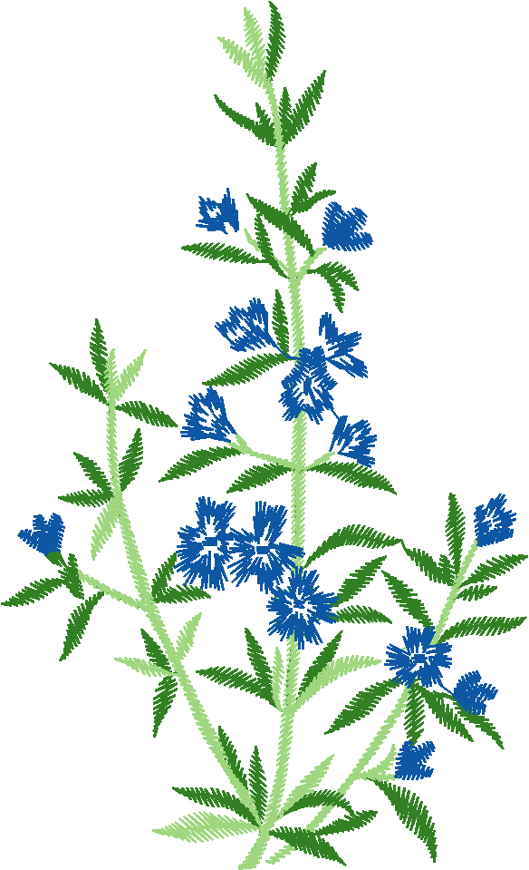 Blue Rosemary Herb Stem