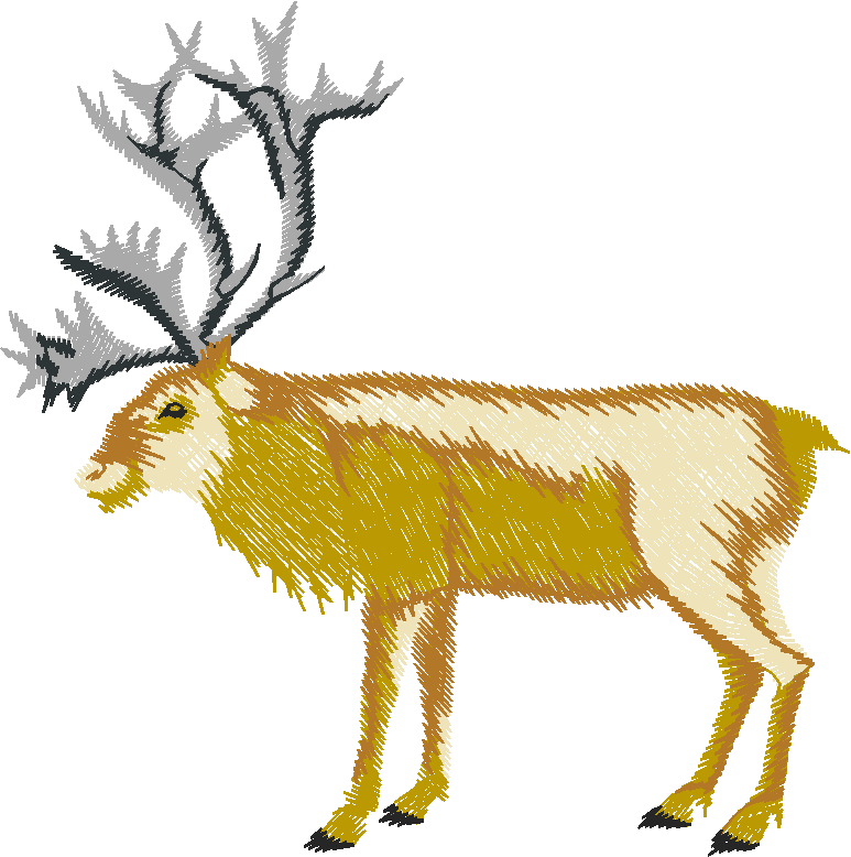 Caribou