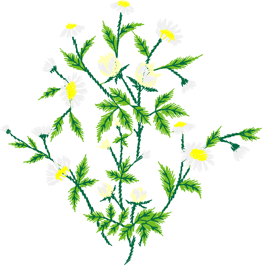 Chamomile Daisy Spray