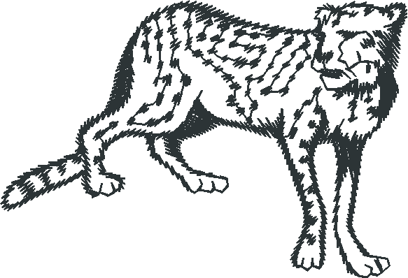 Cheetah