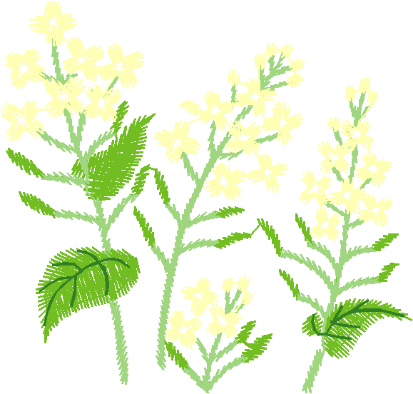 Cream Wildflower Spikes