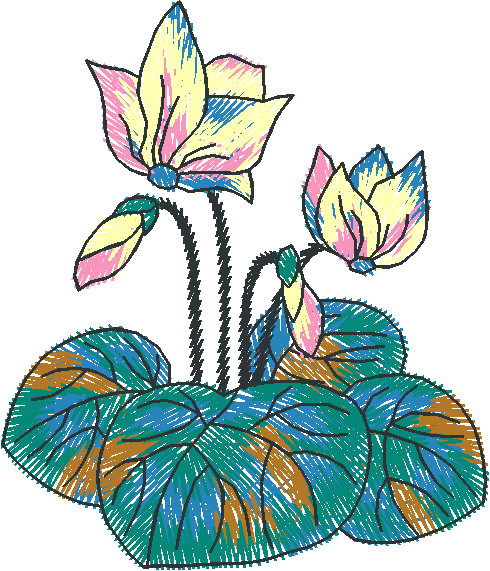 Cyclamen Blooms over Leaves