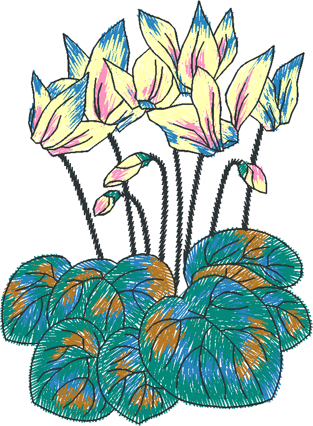 Cyclamen Flower Cluster
