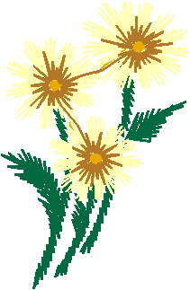 Daisies