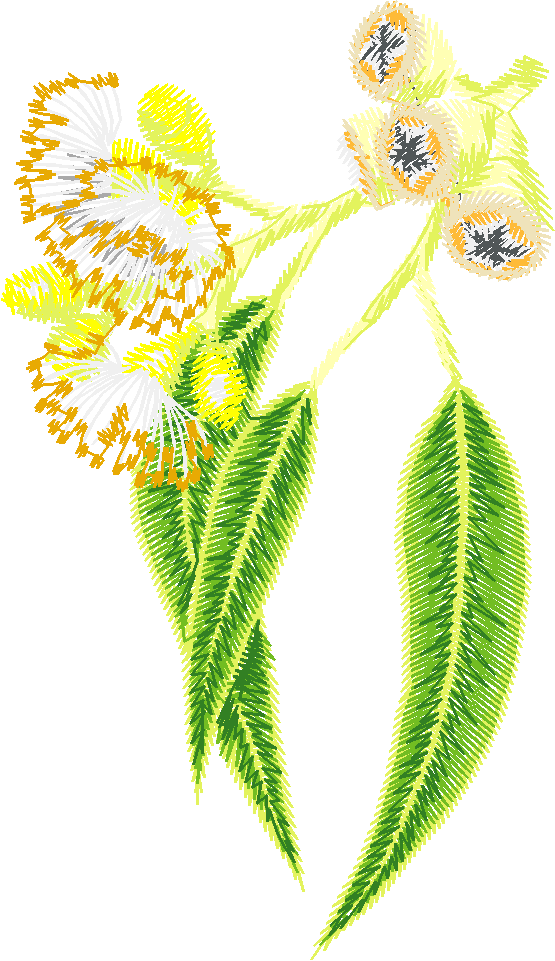 Eucalyptus Gum Blossom Sprig