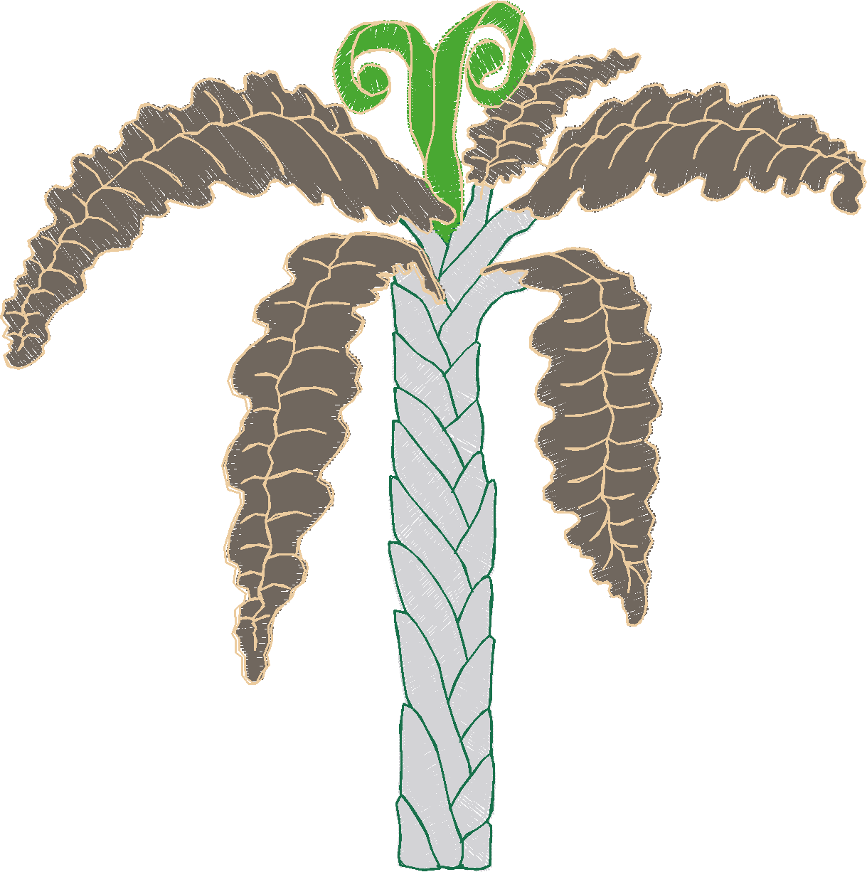 Fern Palm with Fiddlehead Curl