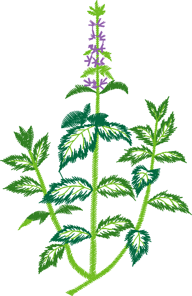 Flowering Mint Herb Plant