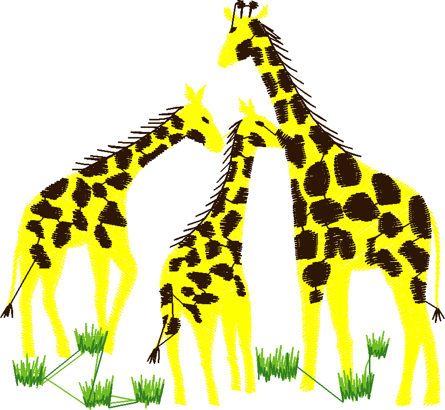 Giraffes