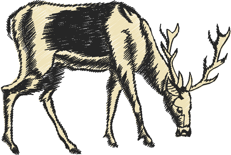 Grazing Deer