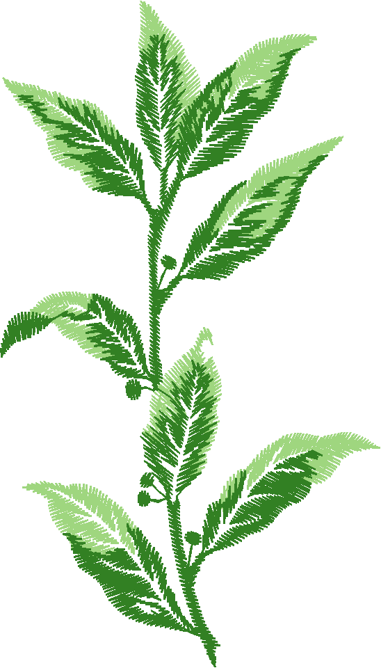 Green Herb Leaf Sprig