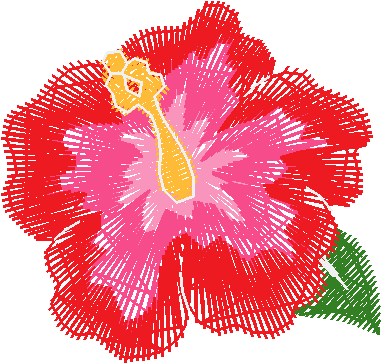 Hibiscus