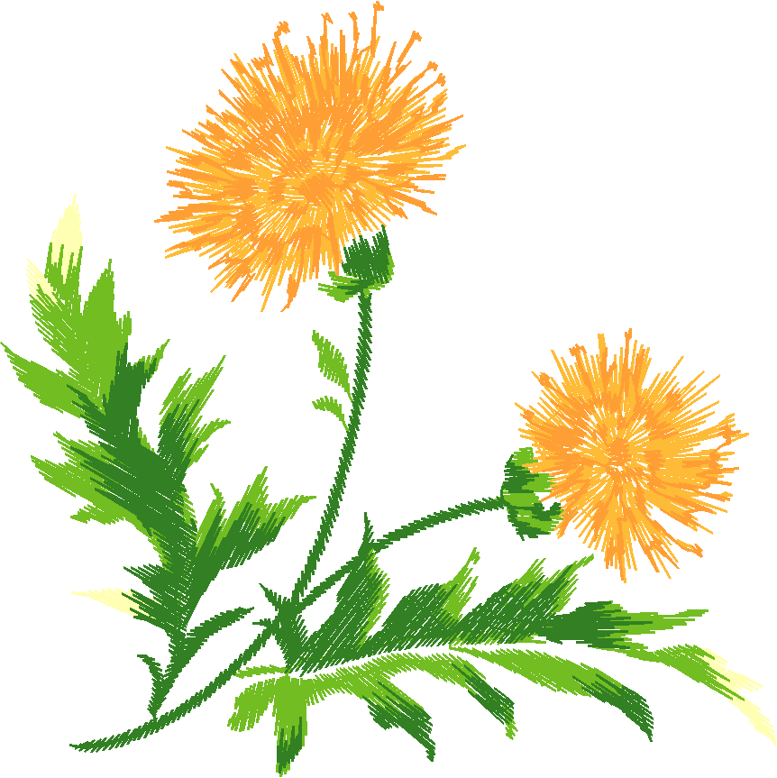 Orange Dandelion Blooms