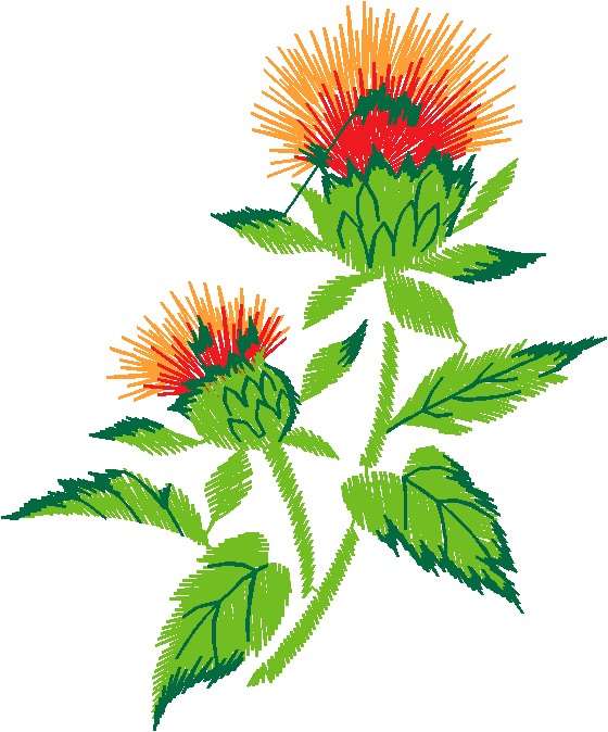 Orange Gerbera Flowers