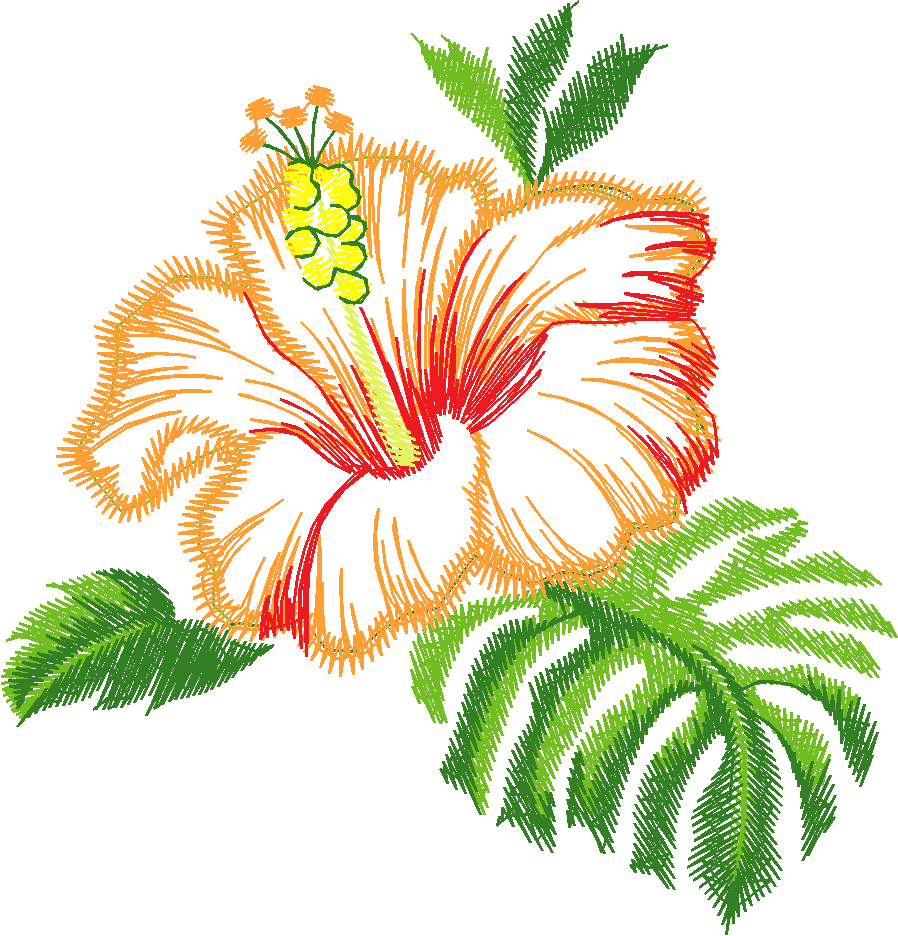 Orange Hibiscus Bloom