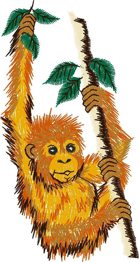 Orangutan
