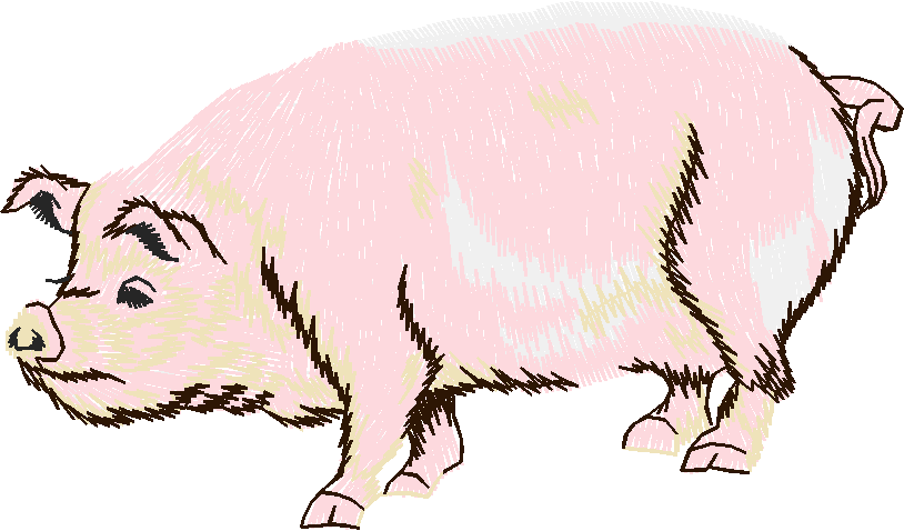 Pig