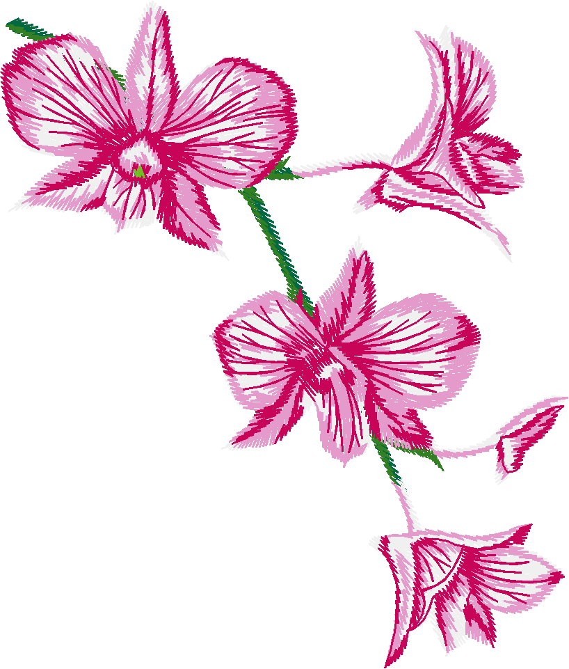 Pink Cooktown Orchid Spray