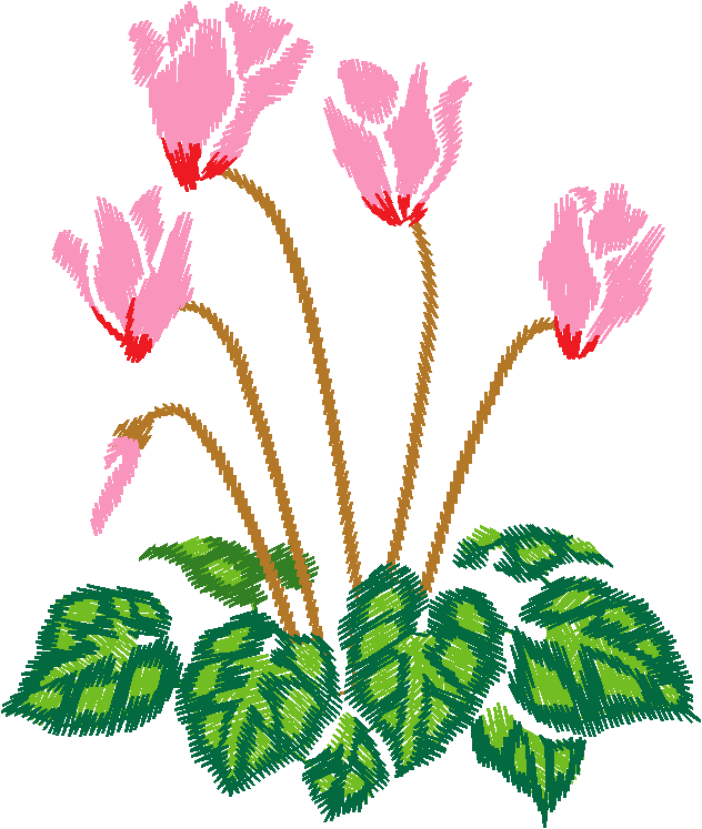 Pink Cyclamen Plant