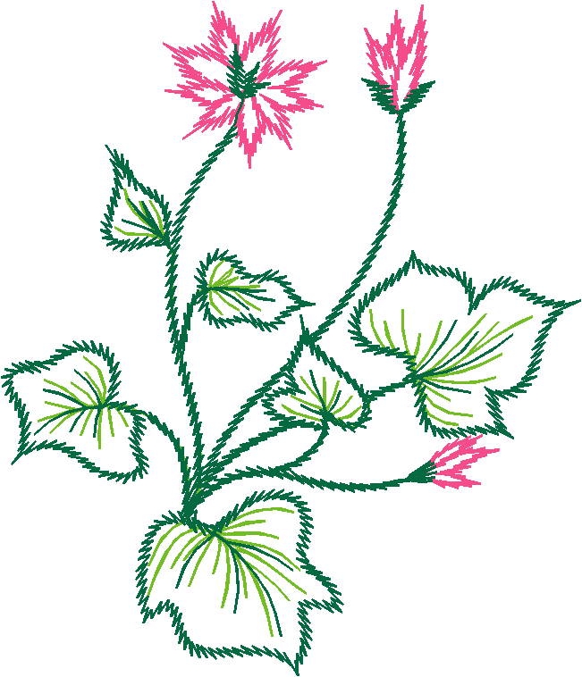 Pink Fuchsia Vine