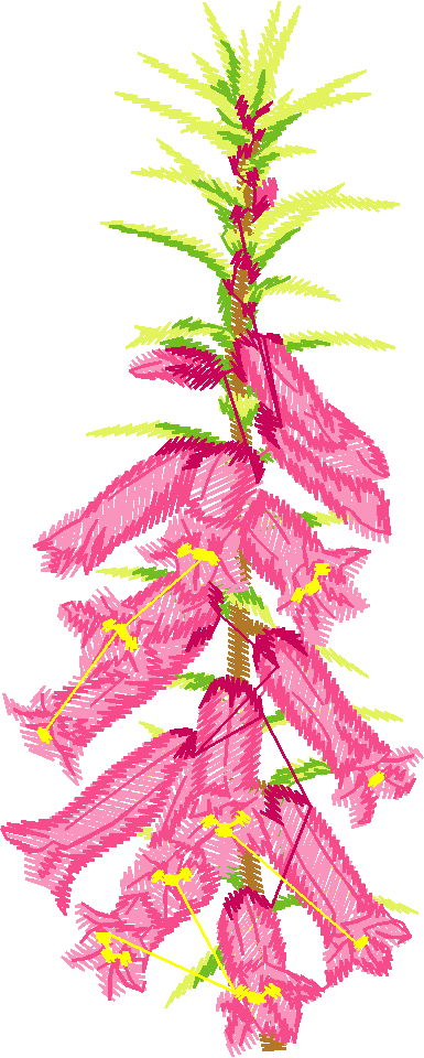 Pink Heath Flower Spike
