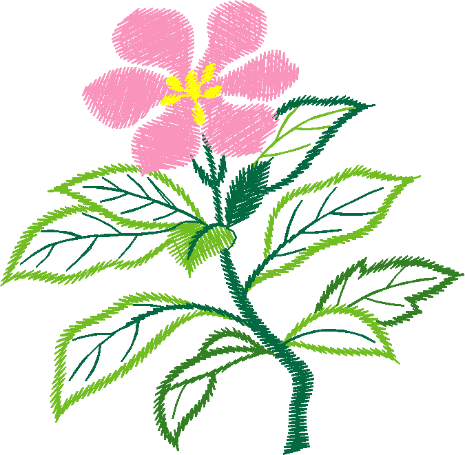 Pink Rose Single Bloom