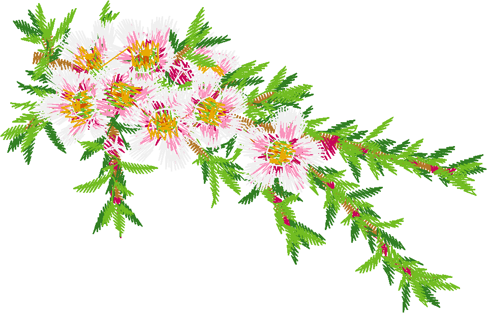 Pink Tea Tree Blossom Branch