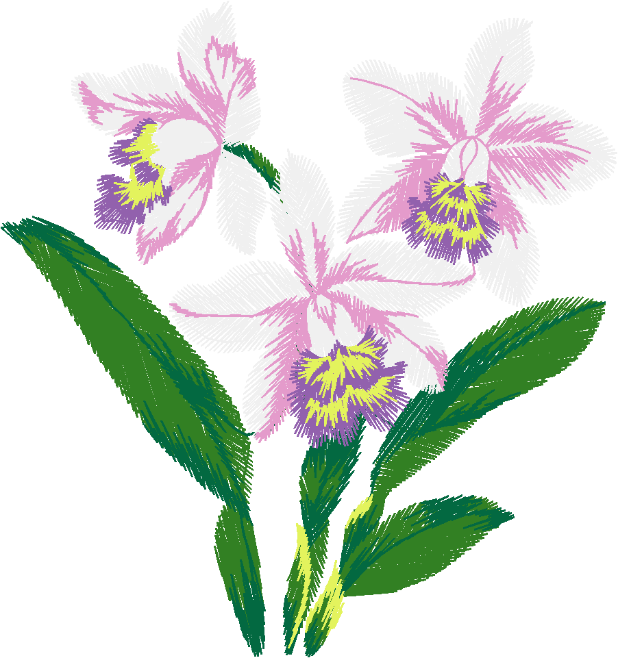 Pink White Iris Cluster