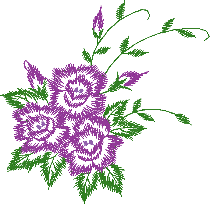 Purple Carnation Blooms