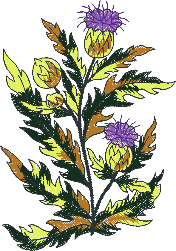 Purple Thistle Plant