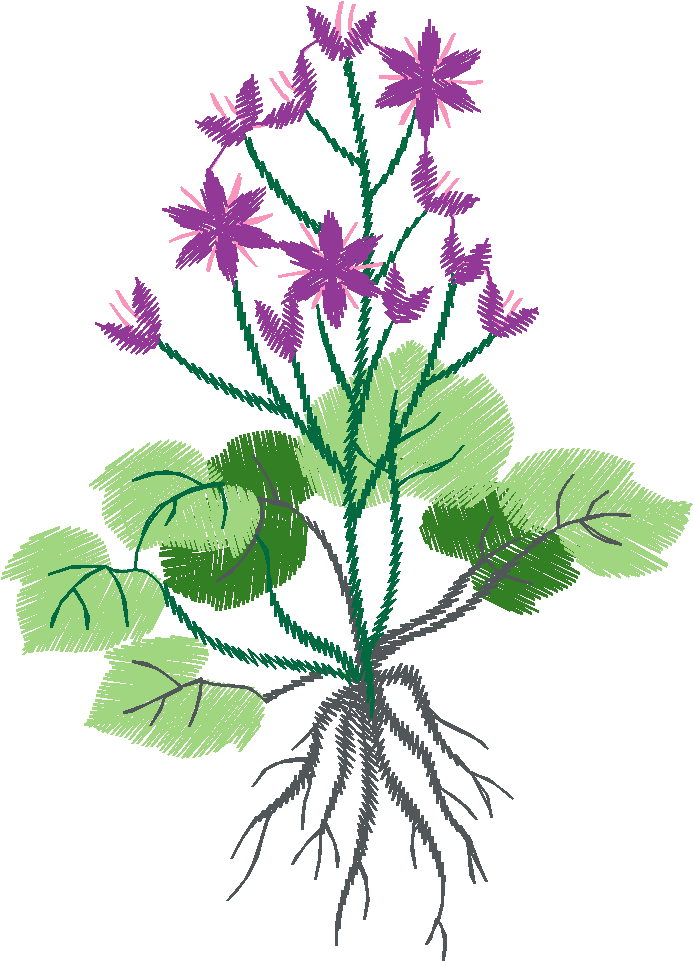 Purple Violet Plant with Roots