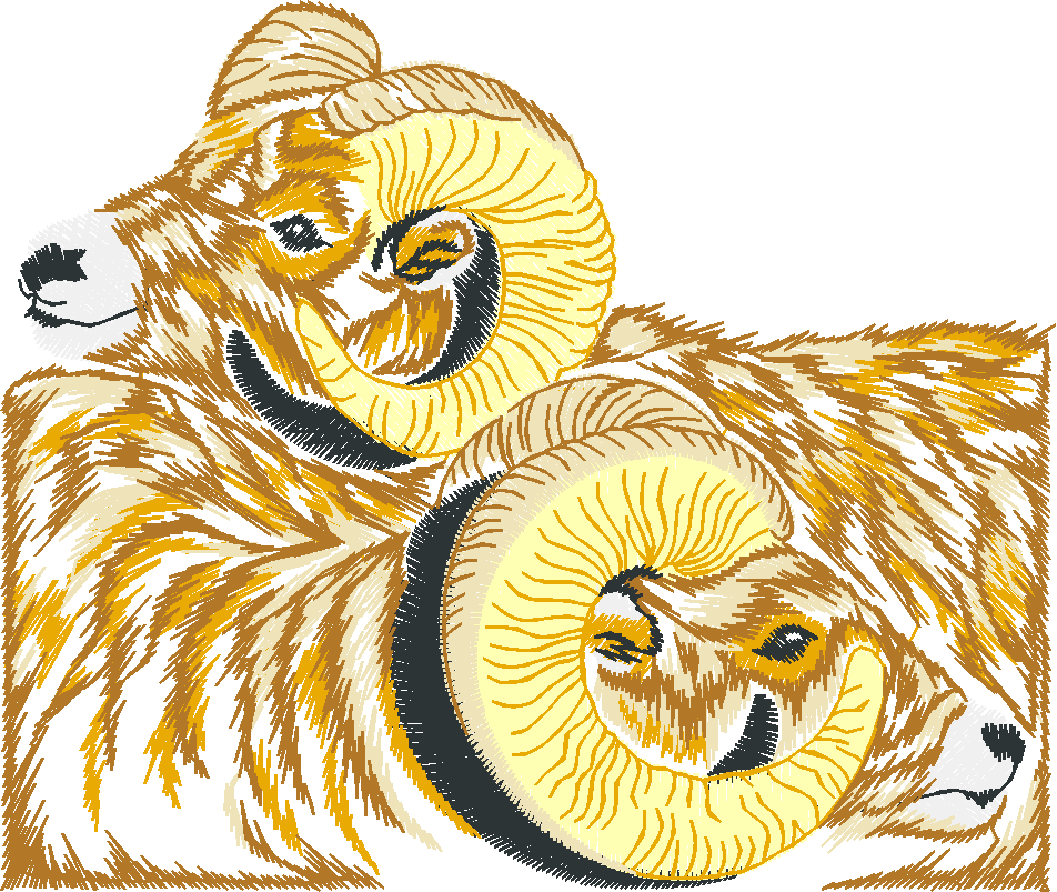 Rams
