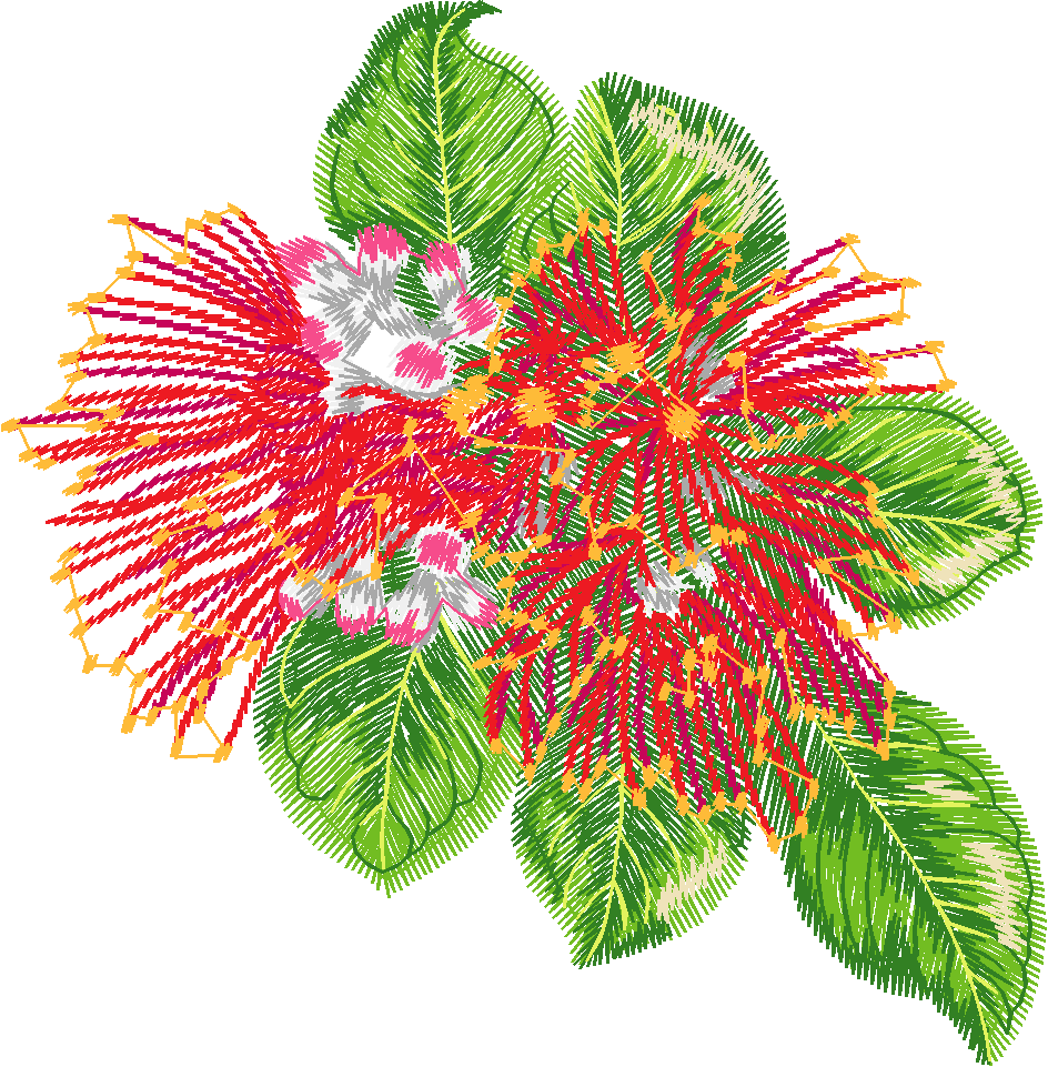 Red Flowering Gum Blossom