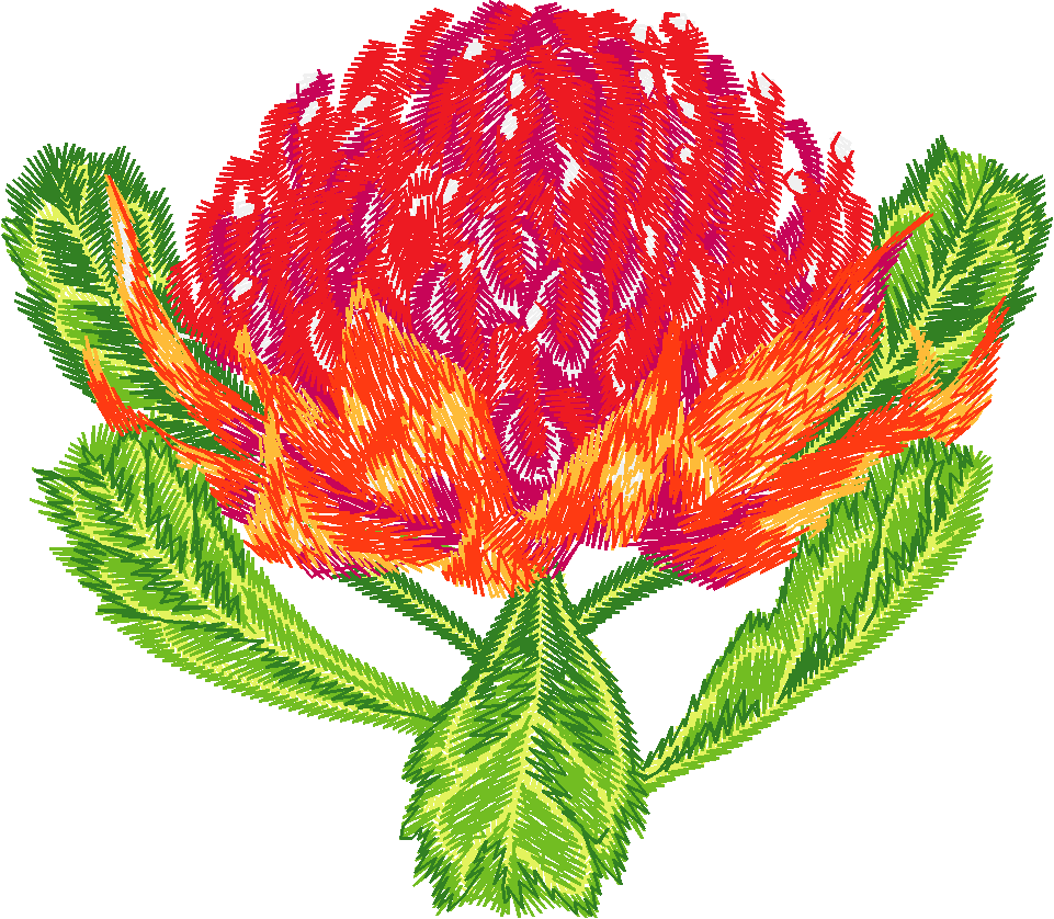 Red Waratah Bloom