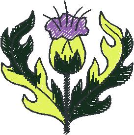 Single Purple Thistle Bloom