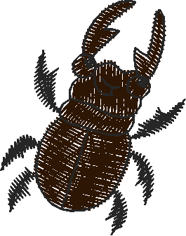Stag Beetle