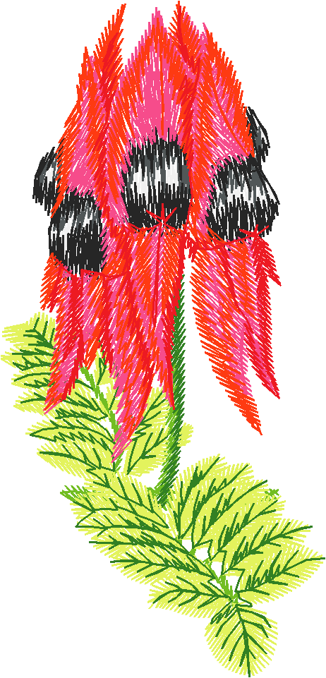 Sturt Desert Pea Flowers
