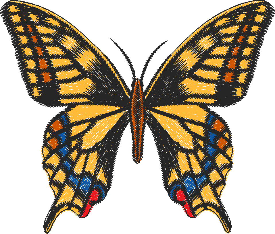 Swallowtail Butterfly