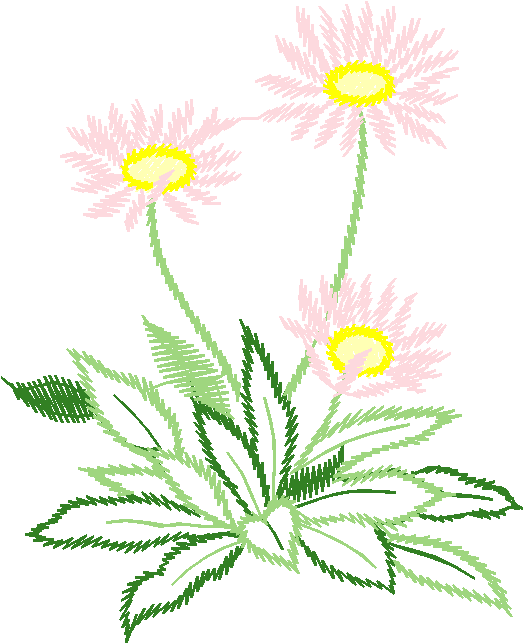 White Daisy Cluster with Yellow Center
