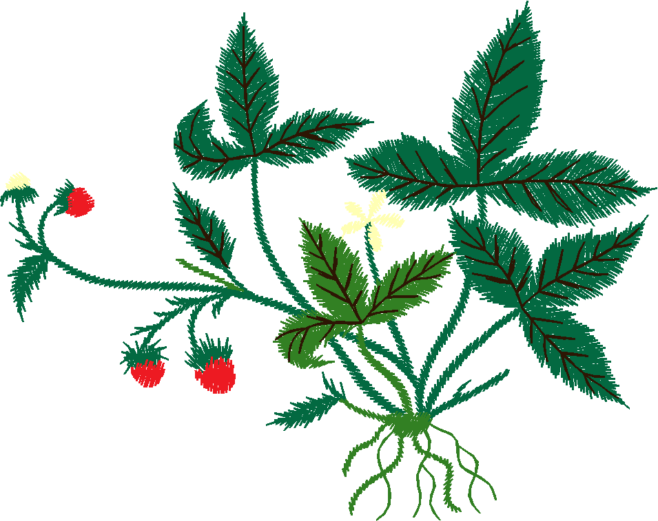 Wild Strawberry Plant
