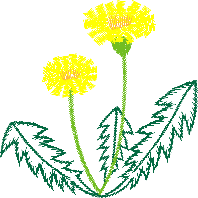 Yellow Dandelion Pair