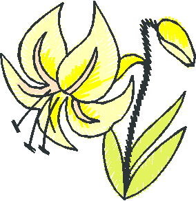 Yellow Day Lily Bloom