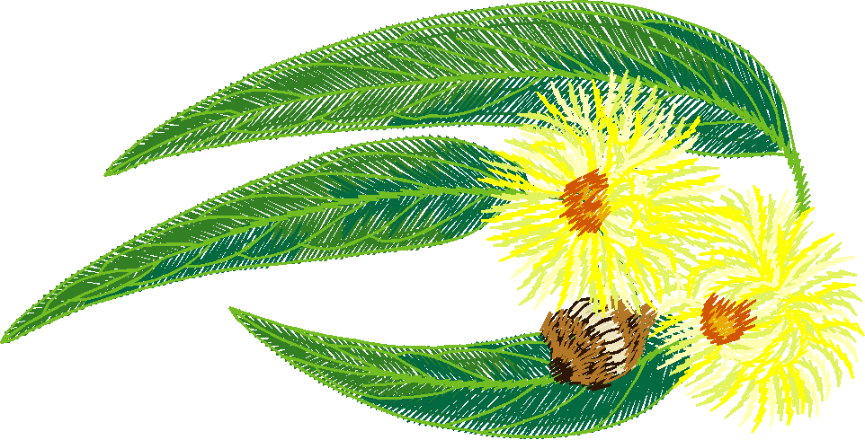 Yellow Gum Blossom with Bee