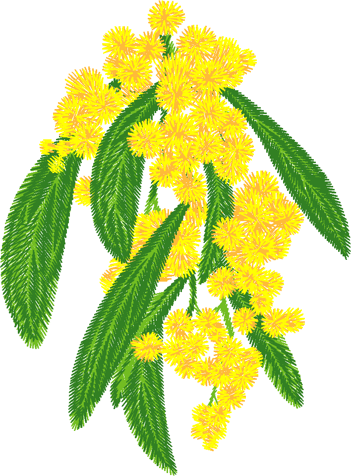 Yellow Wattle Sprig